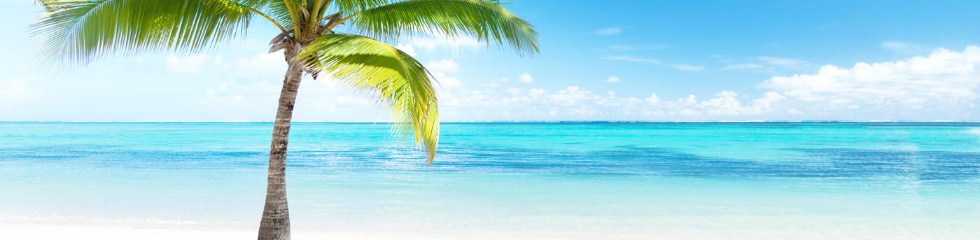Palm tree and view of the ocean